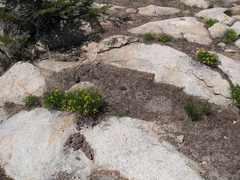 Cymopterus terebinthinus
