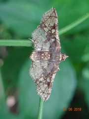 Omphisa anastomosalis
