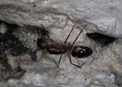 Camponotus zonatus