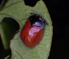 Chelymorpha cribraria