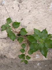 Angiospermae