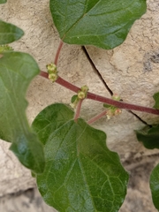 Angiospermae