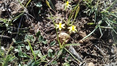 Pauridia trifurcillata