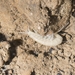 Cave City Cave Amphipod - Photo (c) Sunguramy, some rights reserved (CC BY-NC-ND), uploaded by Sunguramy