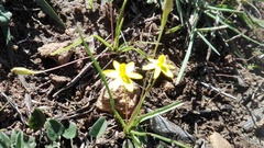 Pauridia trifurcillata