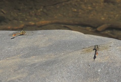 Paragomphus flavohamatus