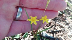 Pauridia trifurcillata