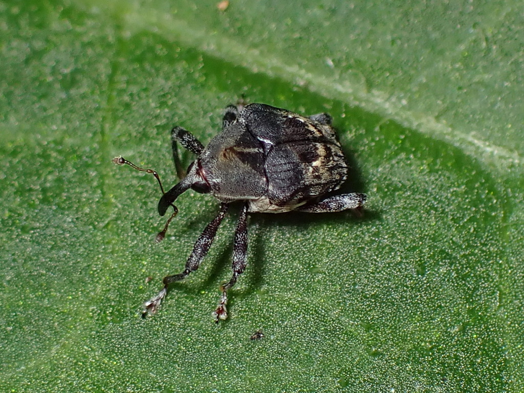Cyrionyx