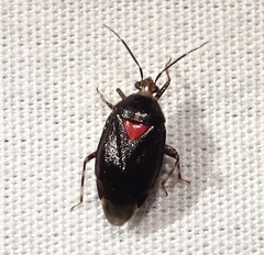 Deraeocoris sayi