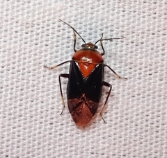 Neocapsus