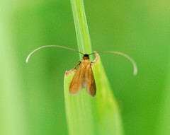 Cauchas rufimitrella