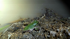 Hyla japonica