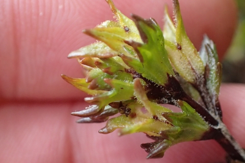 Image of Lesser New Zealand Eyebright (Euphrasia zelandica) by (c) Oscar Dove, some rights reserved (CC BY)