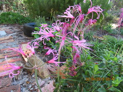 Nerine filifolia