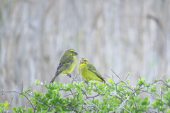 Crithagra sulphurata