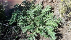Platycarpha glomerata
