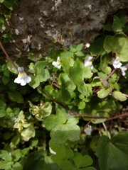 Cymbalaria muralis