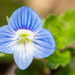 Bird's-eye Speedwell - Photo (c) Nash Turley, some rights reserved (CC BY-NC), uploaded by Nash Turley