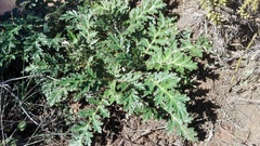 Platycarpha glomerata