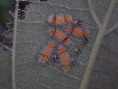 Halysidota cinctipes