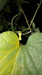 Aristolochia kaempferi