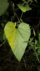 Aristolochia kaempferi