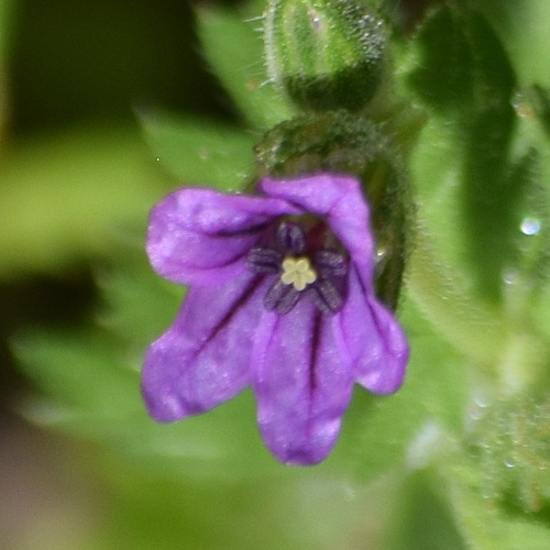 Shortfruit stork's bill (Erodium brachycarpum)