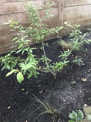 Crataegus aestivalis