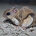 New World Flying Squirrels - Photo (c) Stephen Durrenberger, some rights reserved (CC BY-NC-ND)