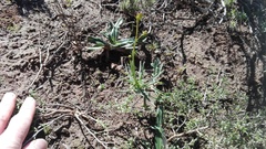 Senecio crassiusculus