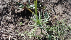 Senecio crassiusculus