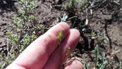 Senecio crassiusculus