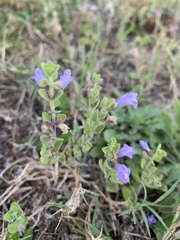 Scutellaria muriculata