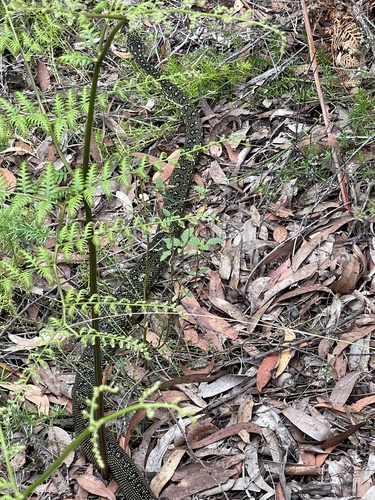 Diamond Python sighting