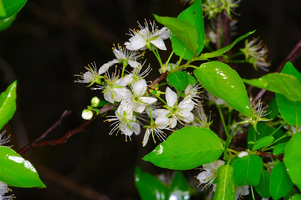 Creek plum from Mason County, TX, USA on March 16, 2024 at 04:24 PM by ...