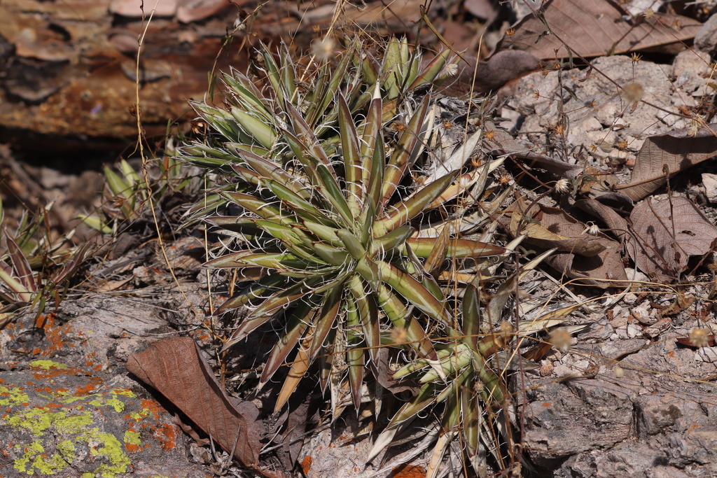 Agave microceps