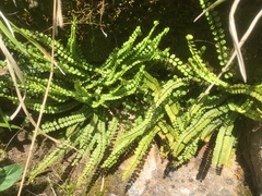 Asplenium trichomanes