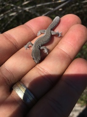 Pachydactylus geitje