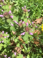 Lamium purpureum