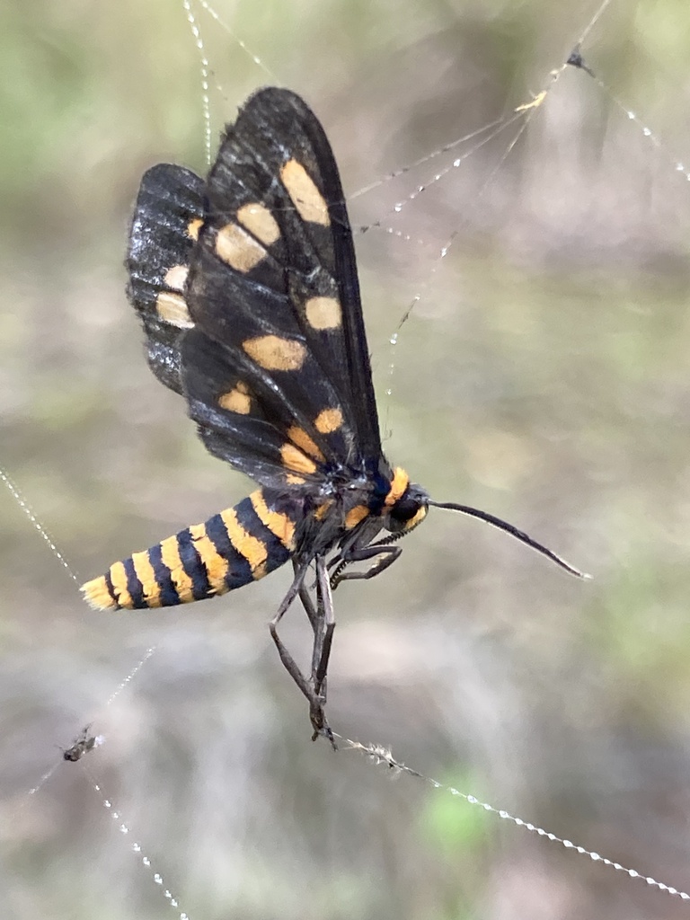 amata-nigriceps-from-coomba-park-nsw-au-on-march-18-2024-at-08-58-am