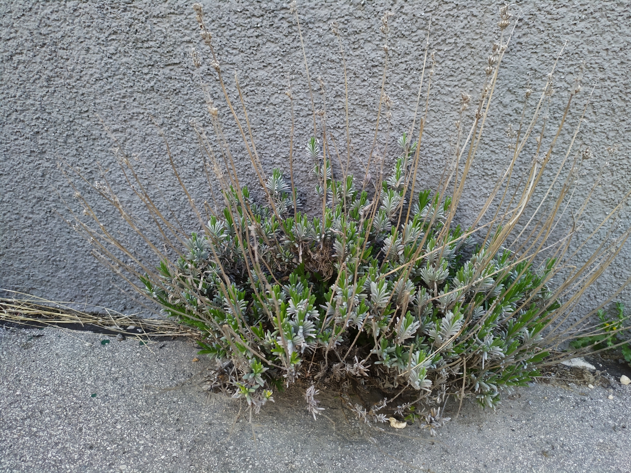 Imagem de Lavanda