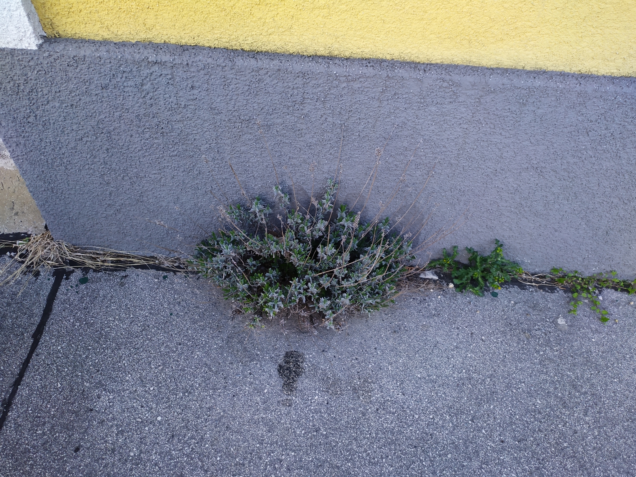 Imagem de Lavanda