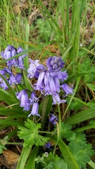 Hyacinthoides hispanica