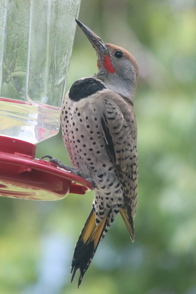 Gilded Flicker from Sun City, AZ, USA on March 17, 2024 at 03:48 PM by ...