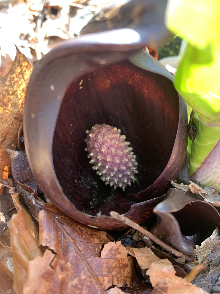 Eastern Skunk Cabbage from West Harrison, White Plains, NY, US on March ...