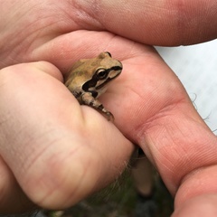 Pseudacris streckeri