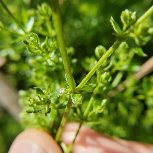 Image of Galium nuttallii by no rights reserved