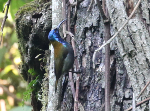 (c) Corey Husic, some rights reserved (CC BY-NC), uploaded by Corey Husic iNaturalist image