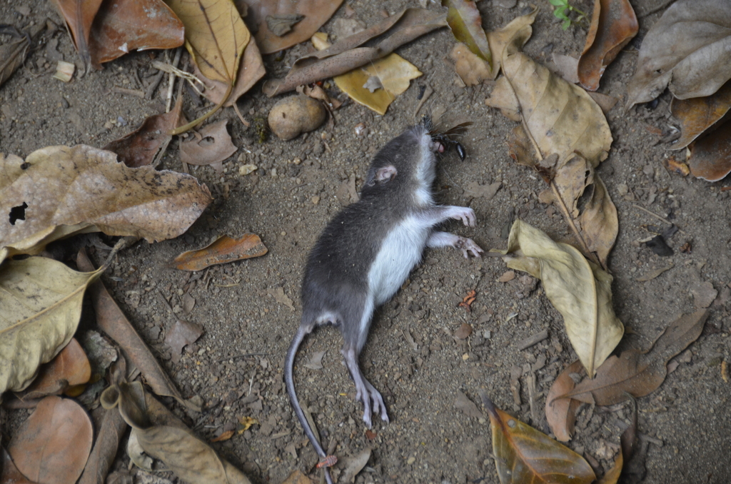 Spiny Pocket Mice from 620 Road Puntarenas Monteverde, 75XV+M8V ...