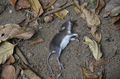 Desmarest's Spiny Pocket Mouse